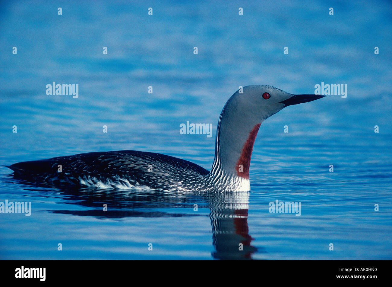 Red throated Diver Sterntaucher Stock Photo Alamy red-throated-diver-sterntaucher-stock-photo-alamy