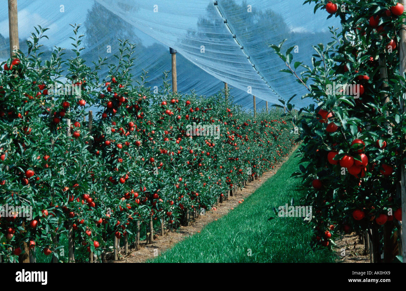 Fruit Trees / Salem / Obstbaeume Stock Photo Alamy