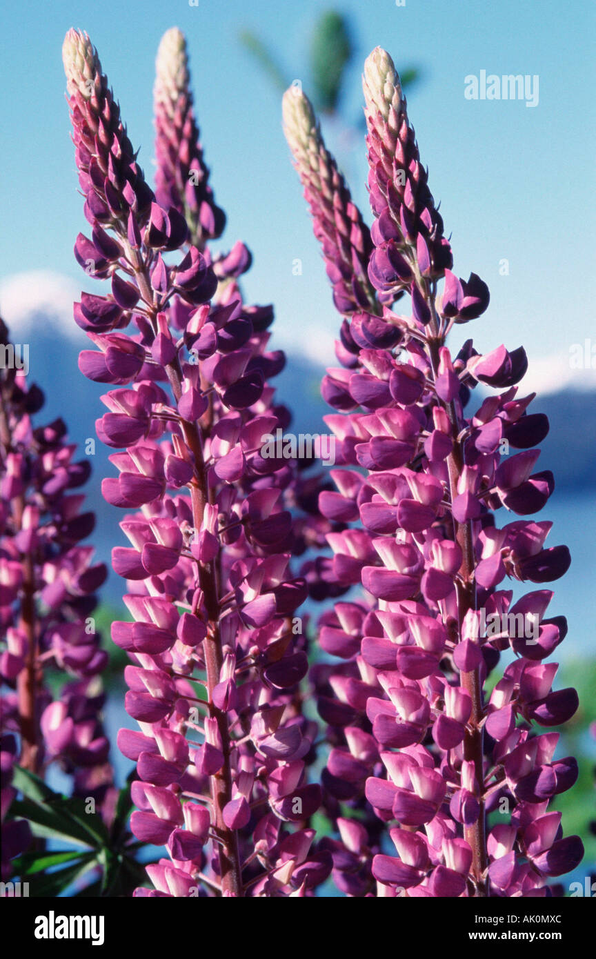 Many-leaved Lupin Stock Photo