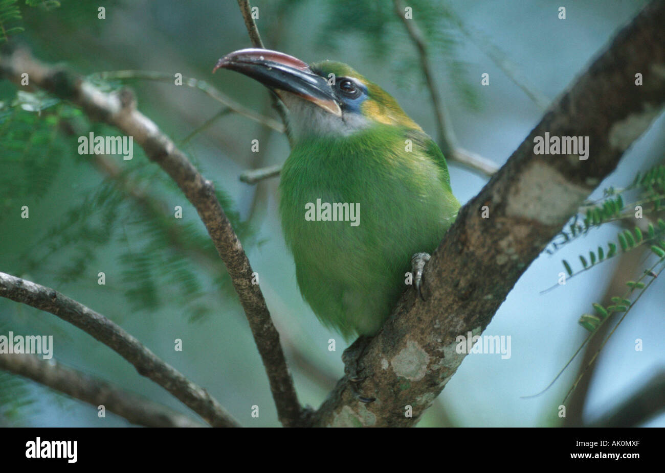 Groove-billed Toucanet Stock Photo