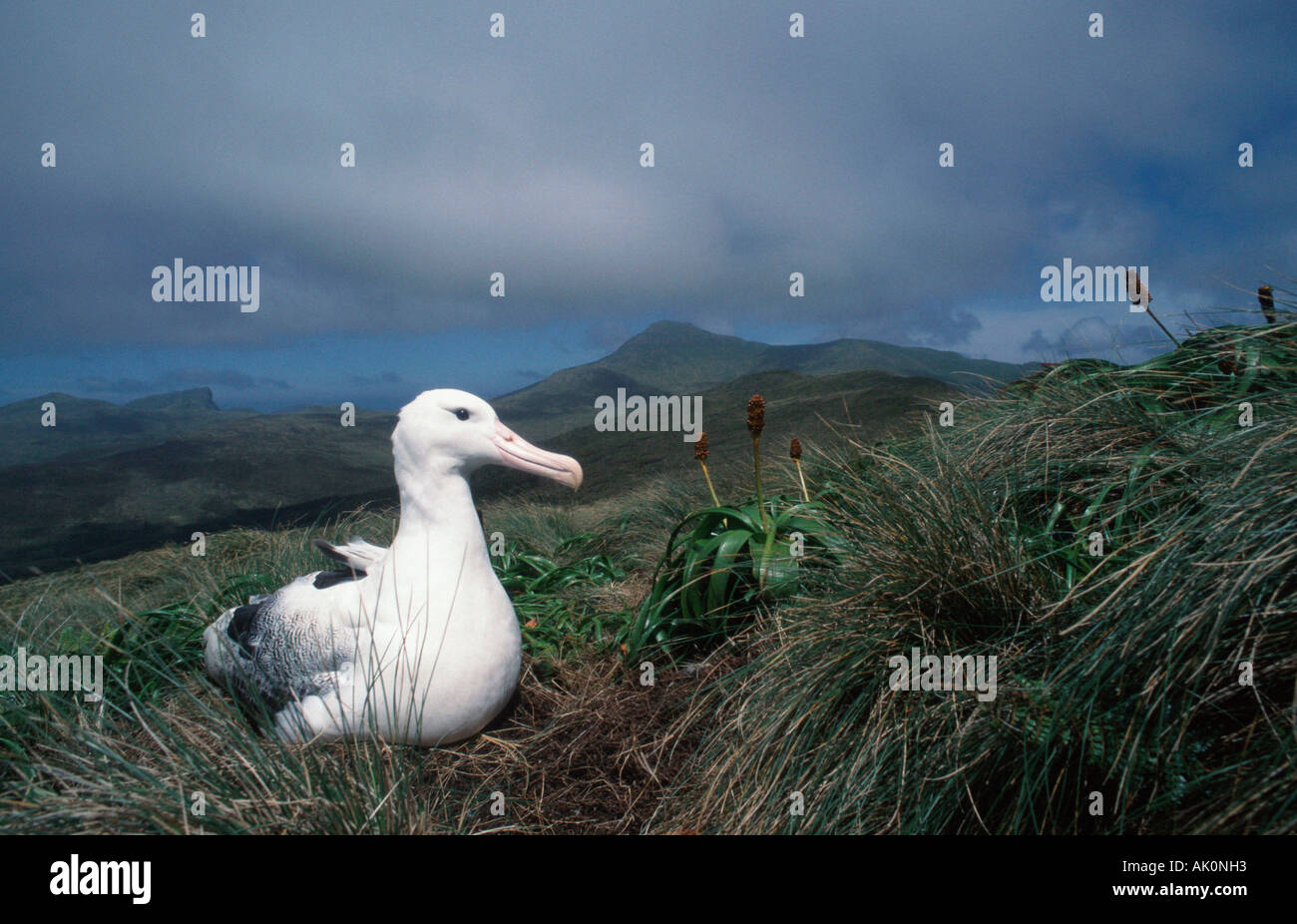 Auckland islands and albatross hi-res stock photography and images - Alamy