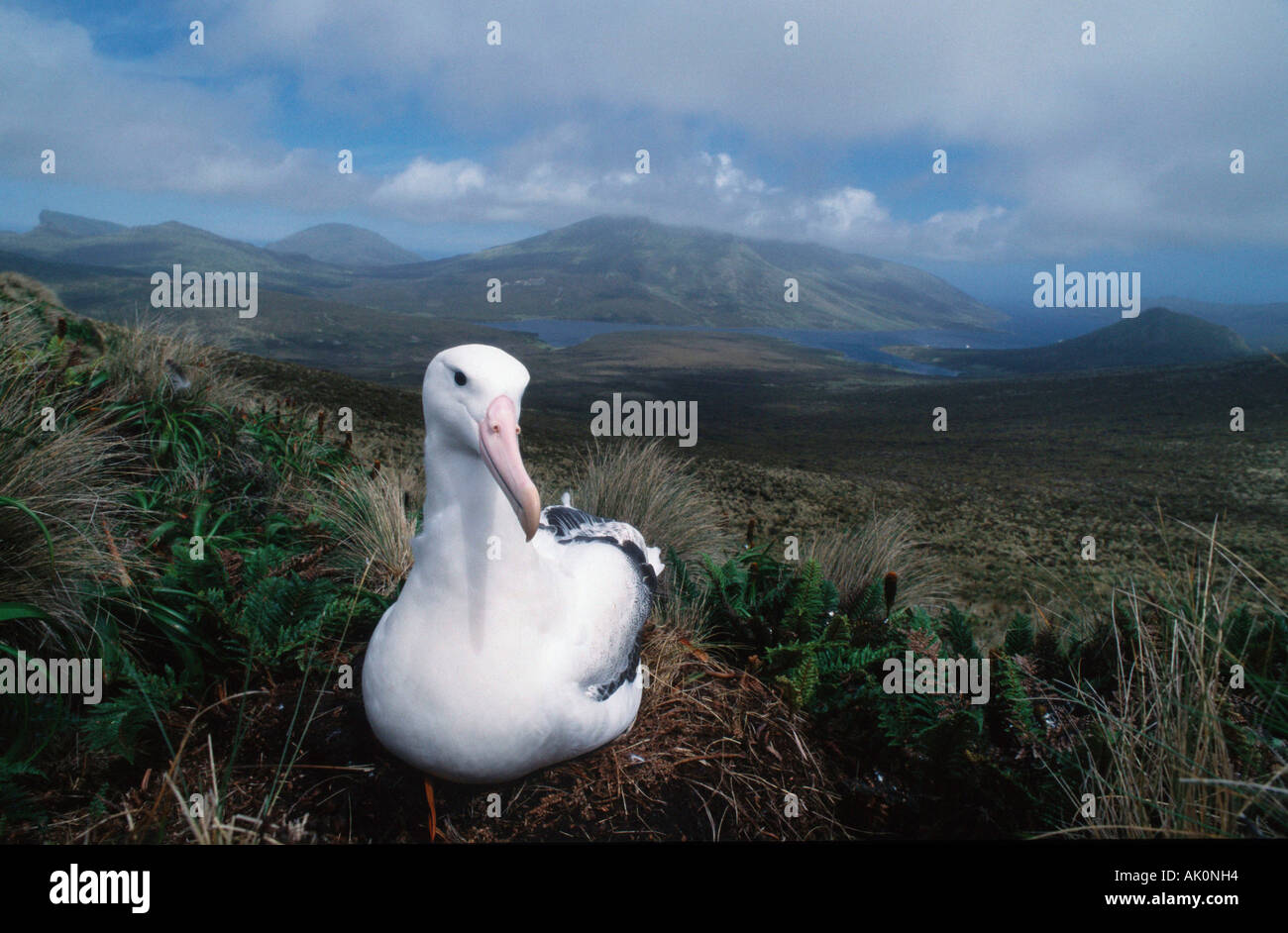 Auckland islands and albatross hi-res stock photography and images - Alamy