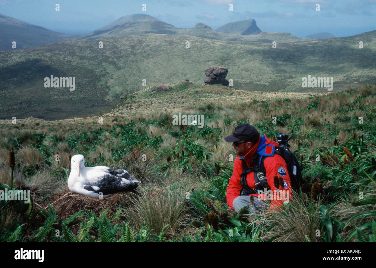 Auckland islands and albatross hi-res stock photography and images - Alamy