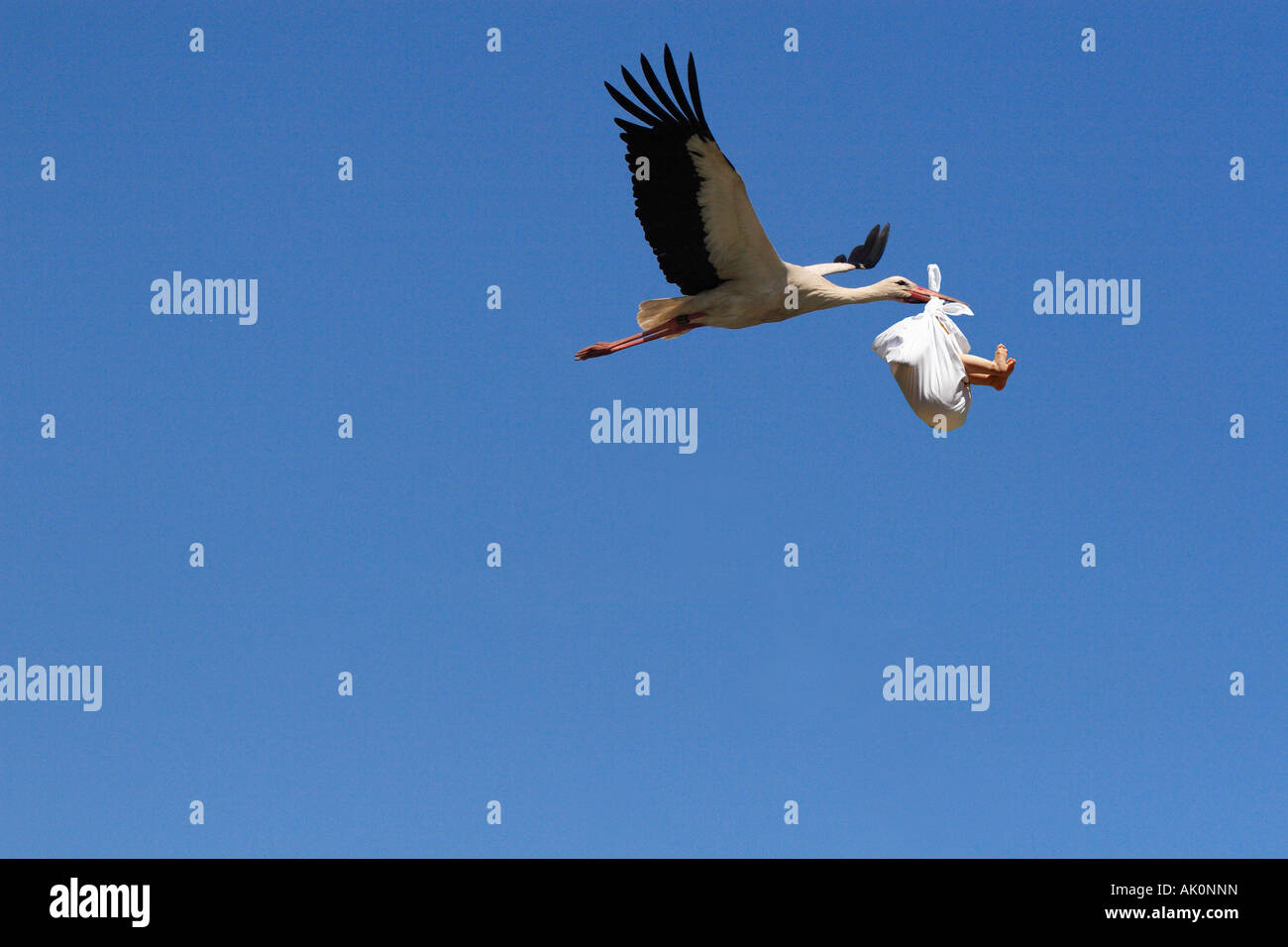 White stork (Ciconia ciconia) delivering a baby Stock Photo