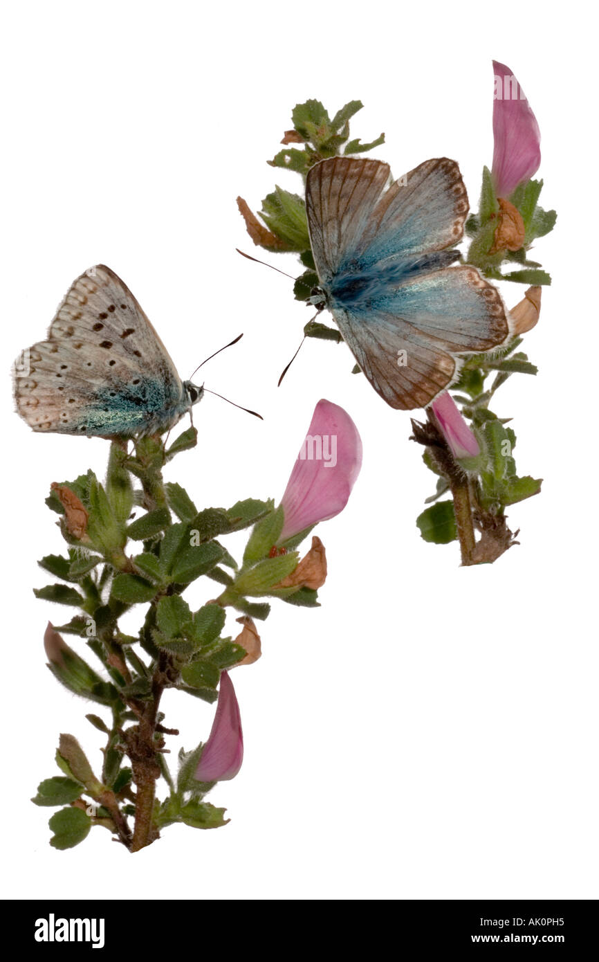 Chalkhill Blue. Male basking on Restharrow South Downs West Sussex England August Stock Photo