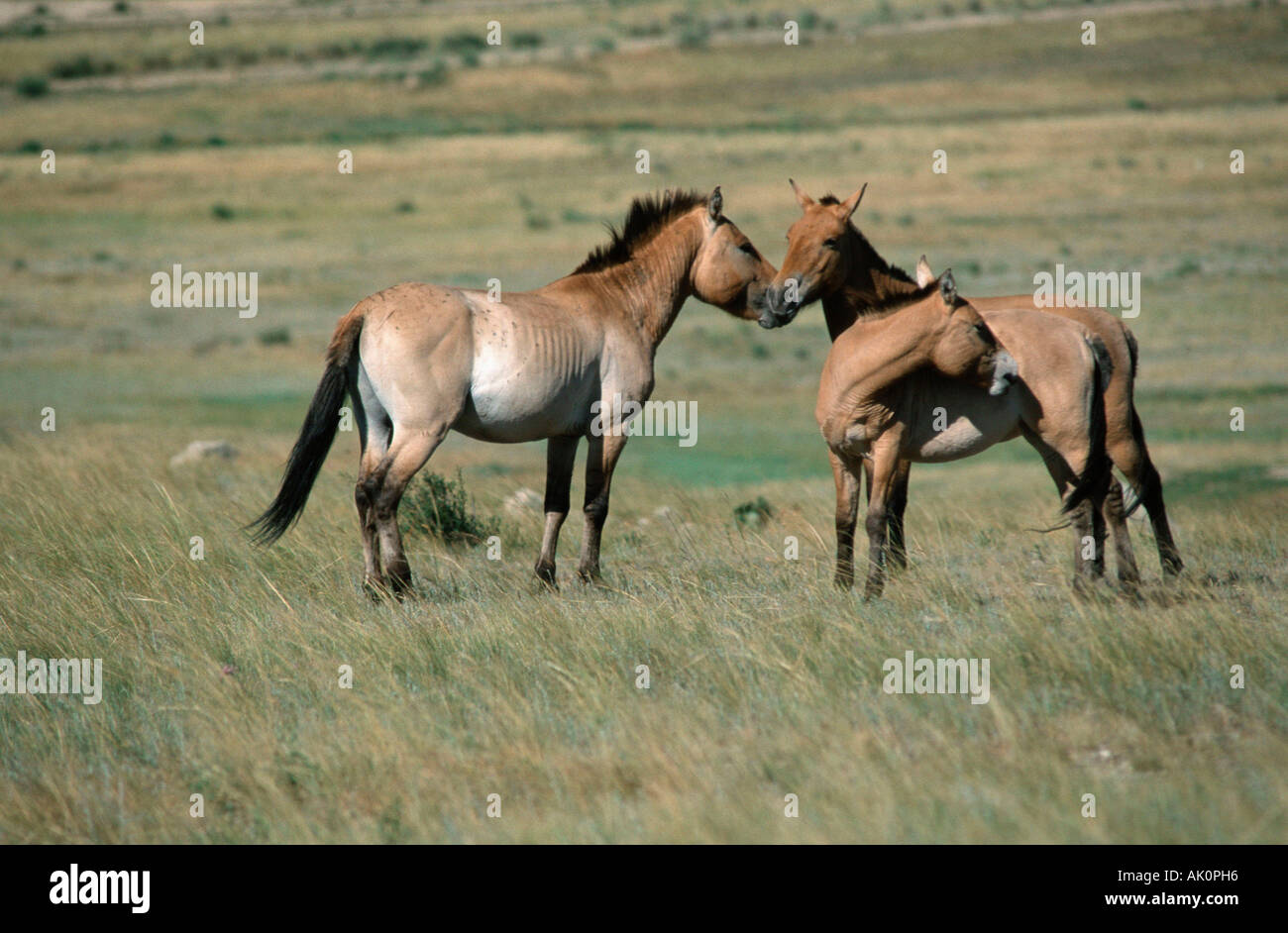 Przewalski's Wild Horse / Takhi Stock Photo - Alamy