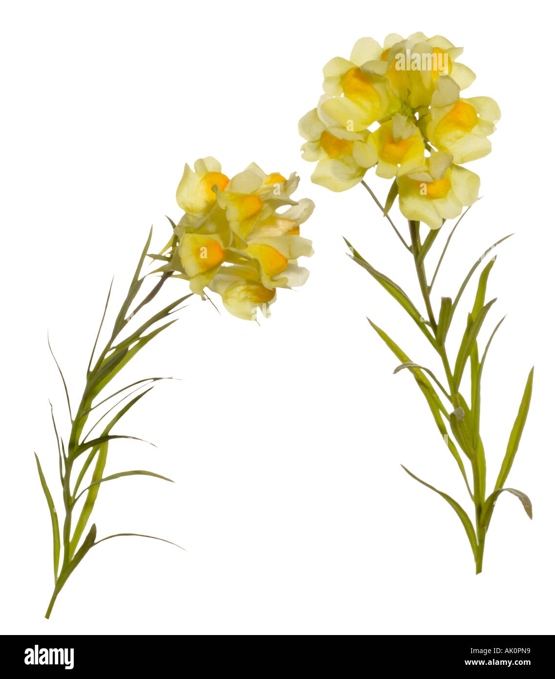 Common Toadflax Linaria vulgaris cutout.2 studies of whole plant South Downs West Sussex England August Stock Photo
