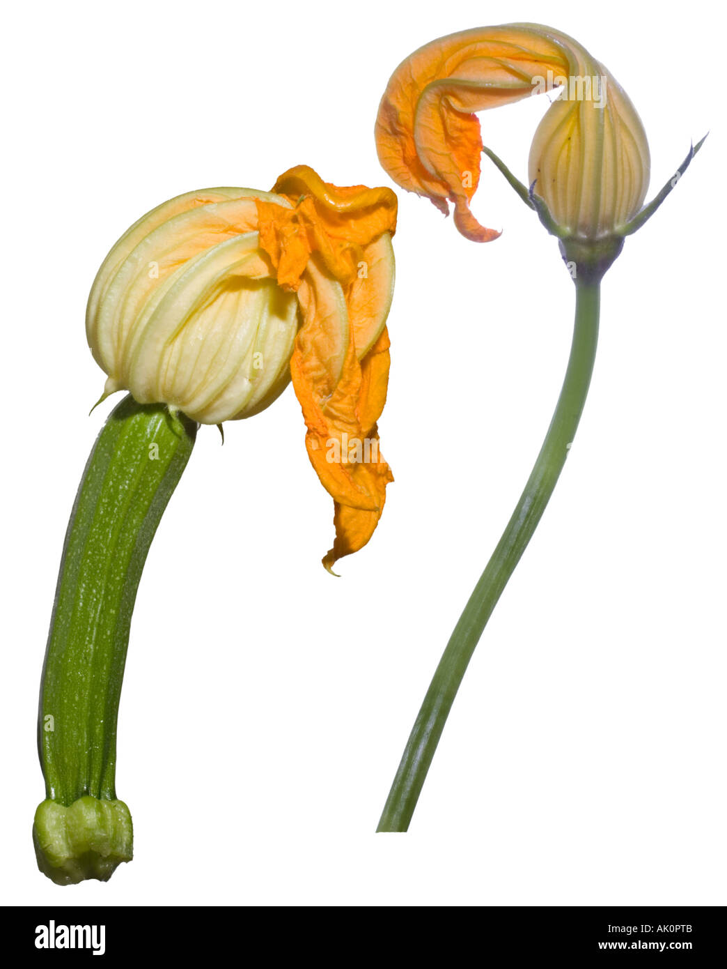 Male courgette flowers Cut Out Stock Images & Pictures Alamy