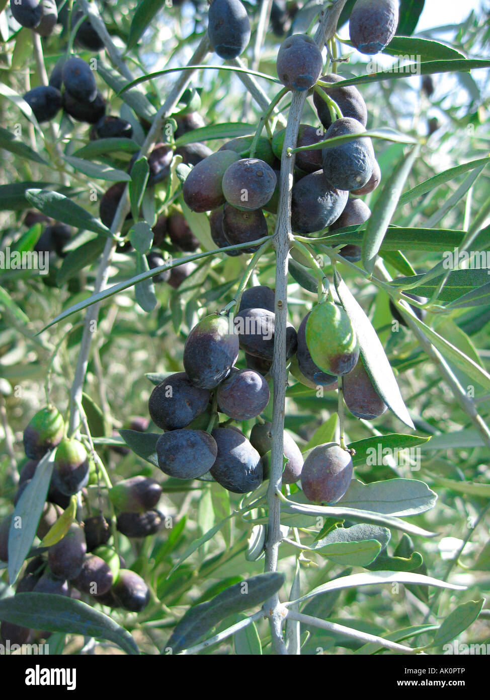 Fruit of the olive tree hi-res stock photography and images - Alamy