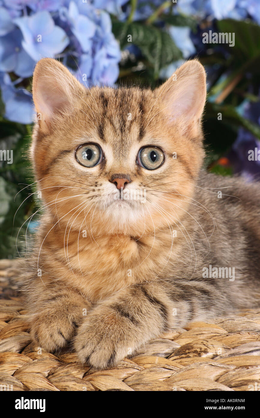 Exotic Shorthair Cat Kitten In Front Of Flowers Stock Photo