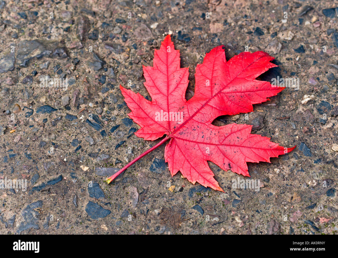 Solitary Red Maple Leaf on Grey Tarmac background Stock Photo