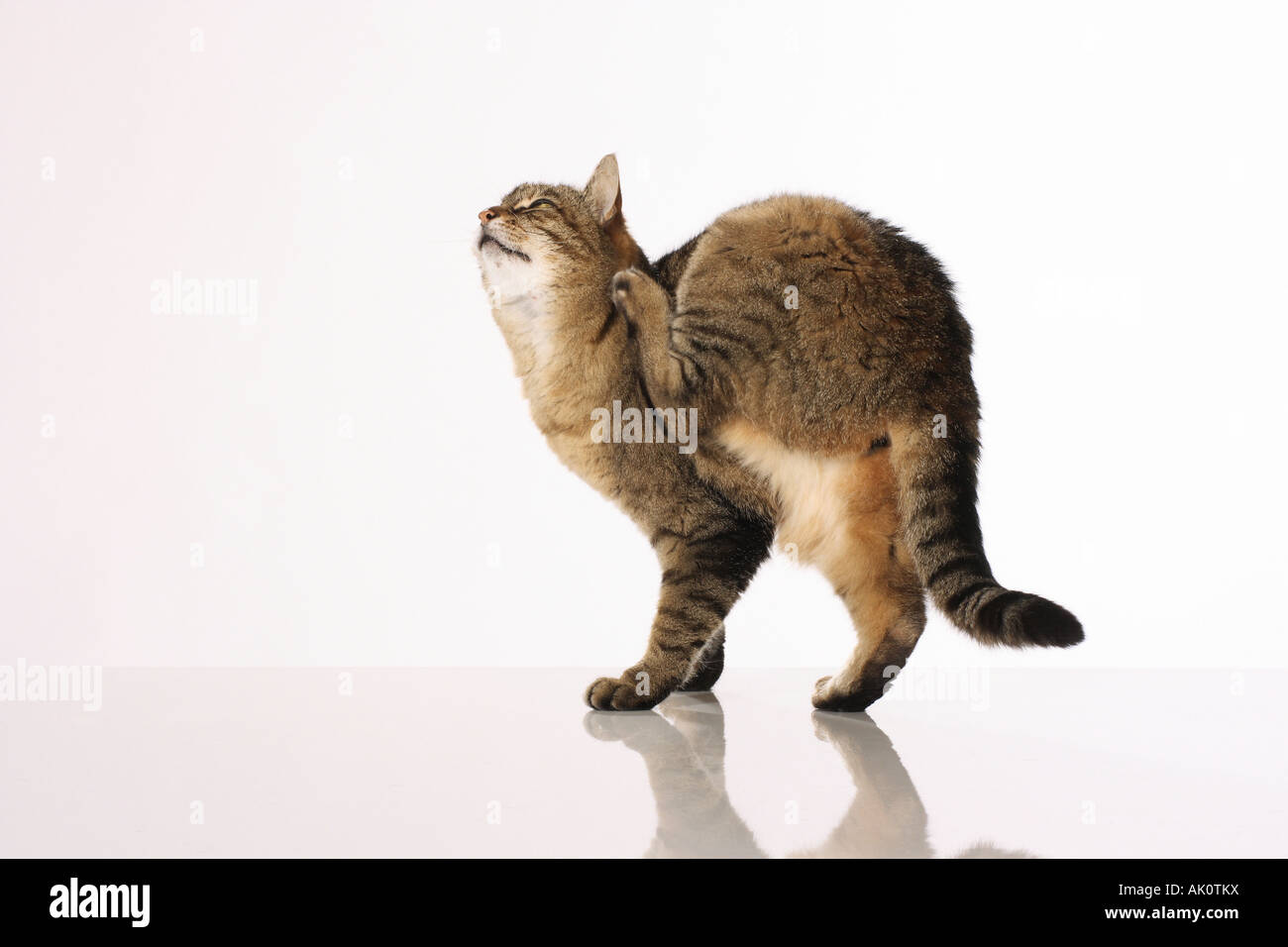 domestic cat scratching itself cut out Stock Photo Alamy