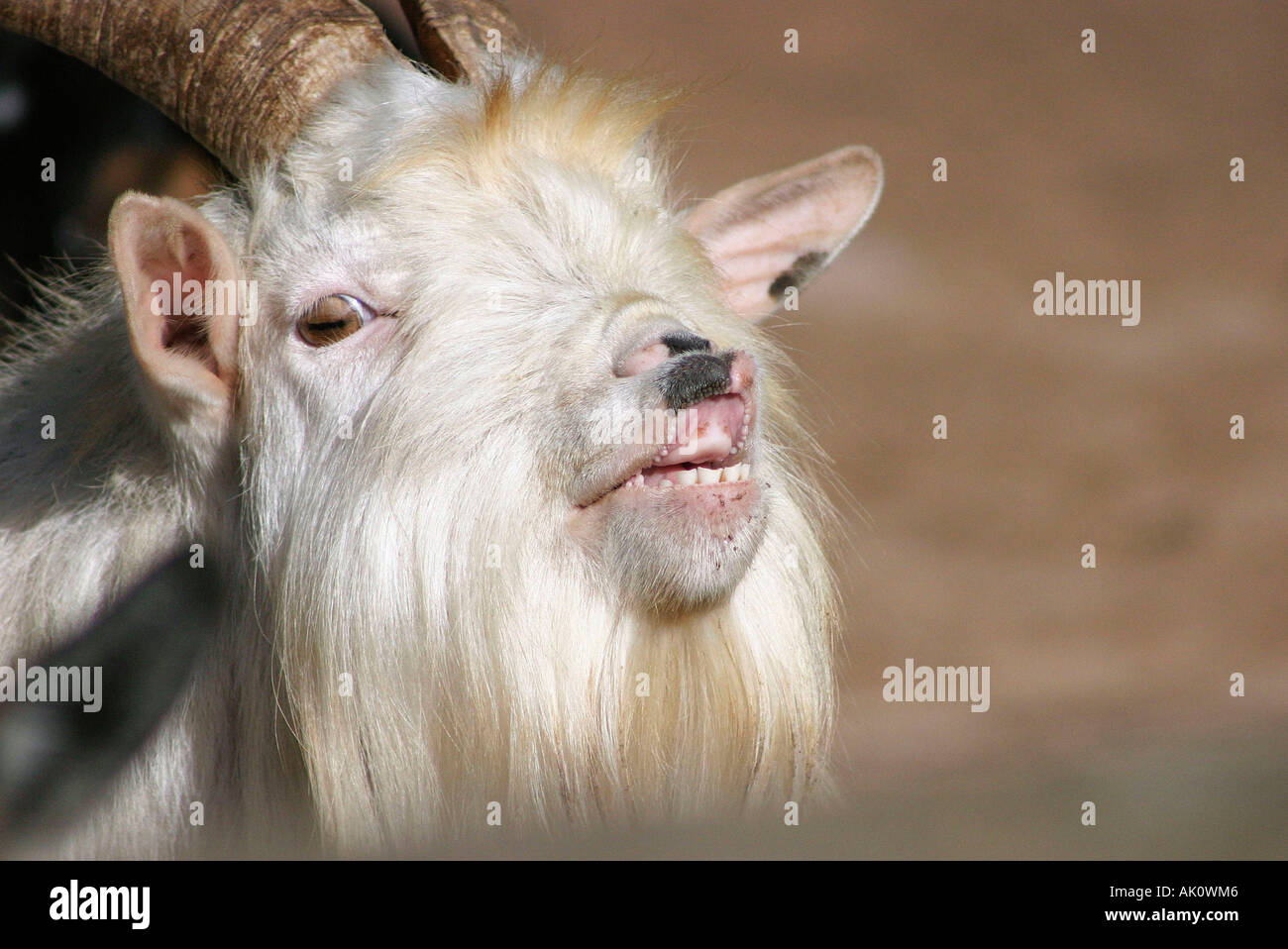 Domestic Goat / Hausziege Stock Photo