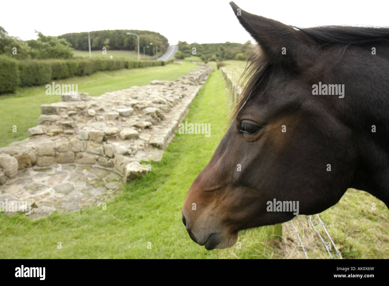 UK England Northumberland,Heddon on the Wall,Hadrians Wall,horse,UK071011018 Stock Photo