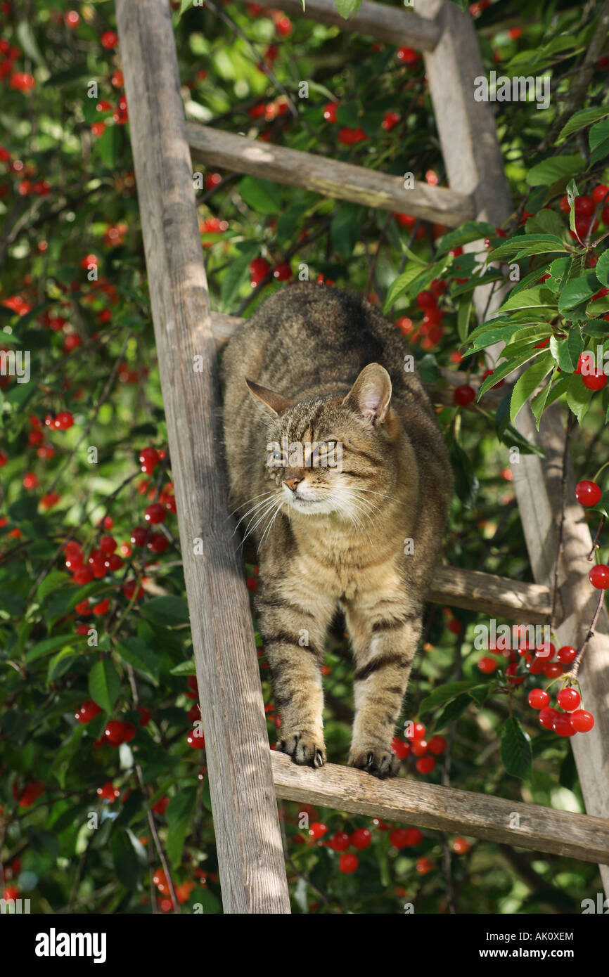 tabby domestic cat on ladder in cherrytree Stock Photo