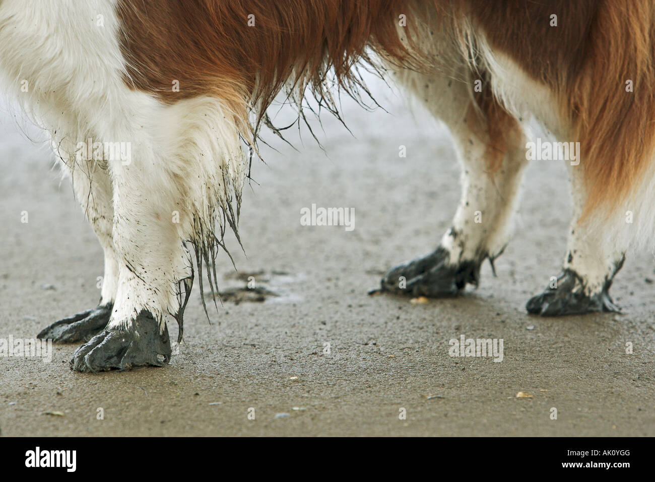 muddy paws of a dog Stock Photo Alamy