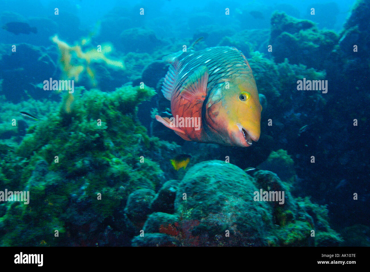 Parrotfish Sparisoma amplum endemic to Brazil Ilha do meio Fernando de Noronha national marine sanctuary Pernambuco Braz Stock Photo