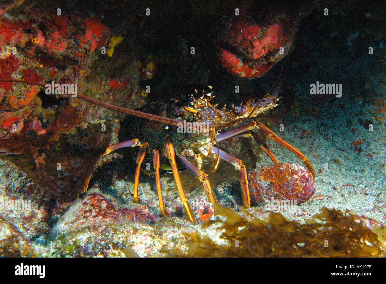 Reef lobster Panullirus argus night Ilha do Meio Fernando de Noronha national marine sanctuary Pernambuco Brazil South At Stock Photo