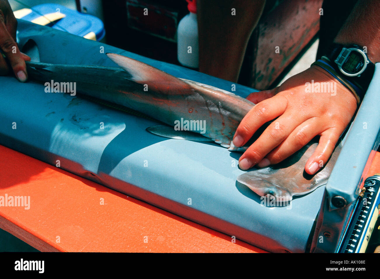 Scalloped hammerhead pup measuring procedure research Sphyrna lewini