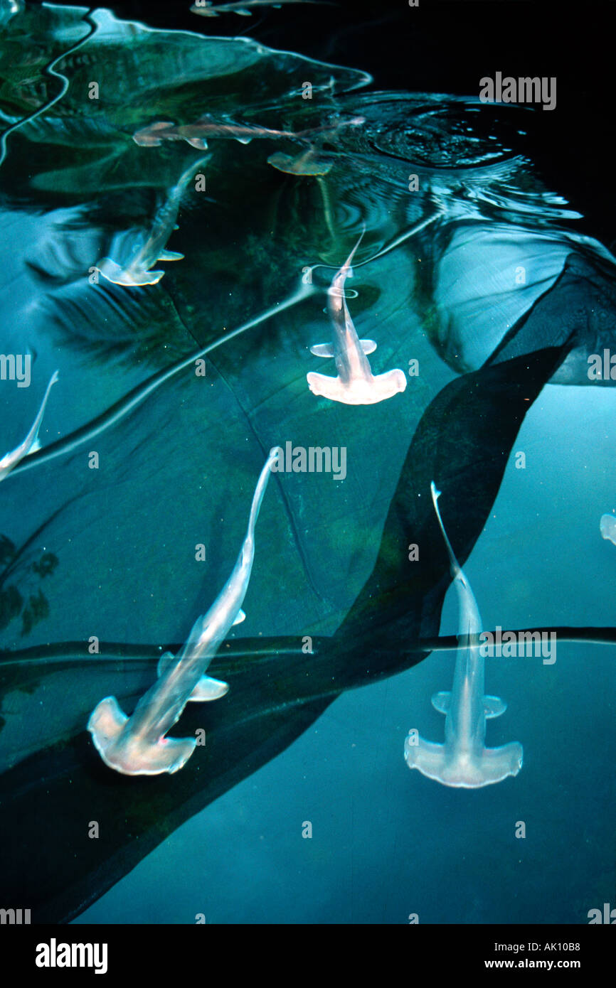 Scalloped hammerhead shark pups Sphyrna lewini Oahu Hawaii N Pacific