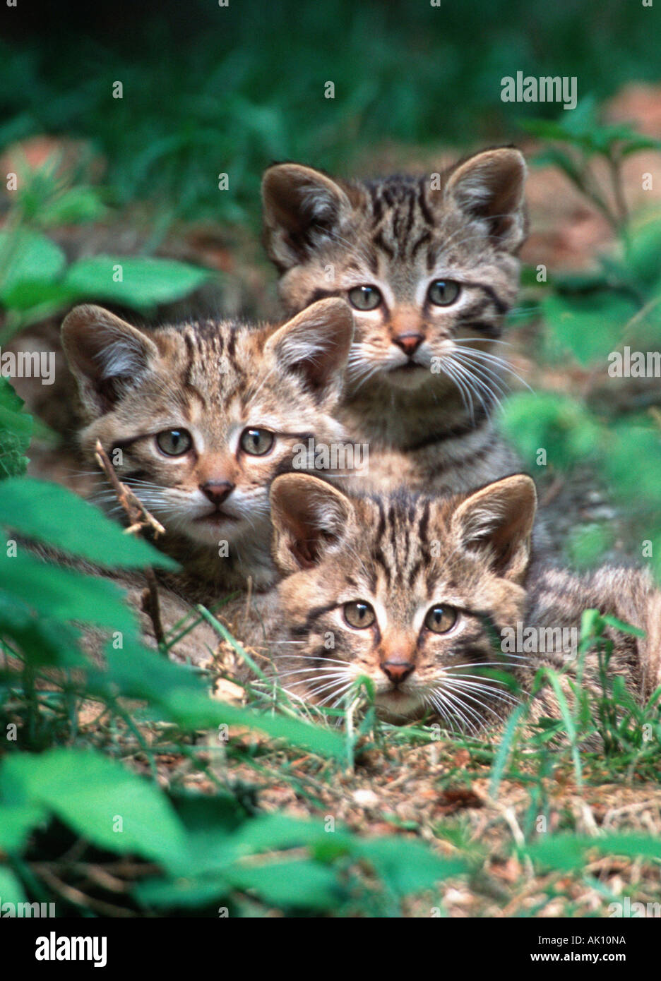 Common Wild Cat / European Wild Cat Stock Photo Alamy