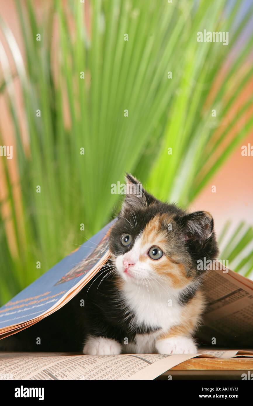 domestic cat kitten lying under newspaper Stock Photo Alamy