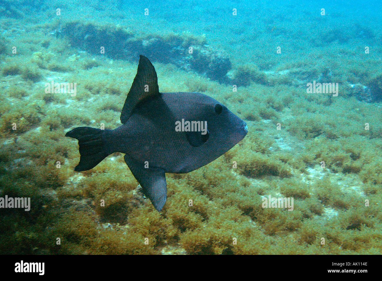 Ocean triggerfish Canthidermis sufflamen Ilha do Meio Fernando de