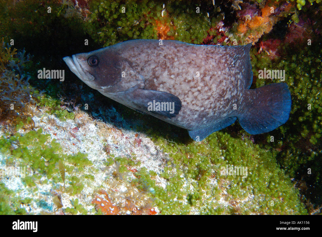 Fishes of brazil hi-res stock photography and images - Page 12 - Alamy
