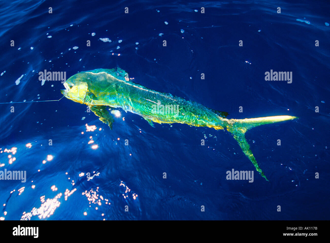 Fishing mahi mahi Coryphaena hippurus Big Island Hawaii N Pacific Stock