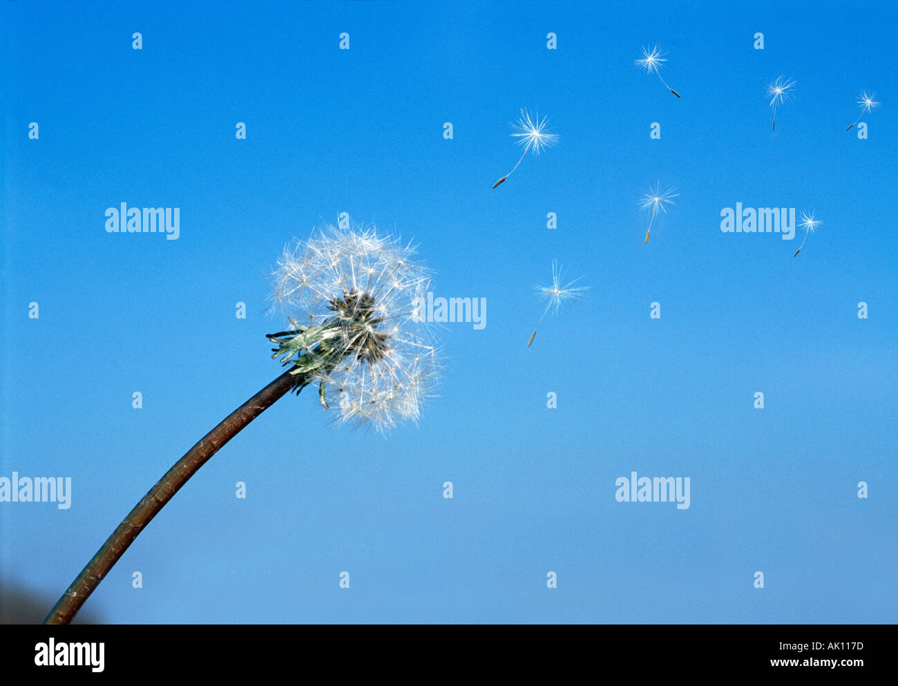 dandelion-seeds-blowing-in-the-wind-stock-photo-alamy