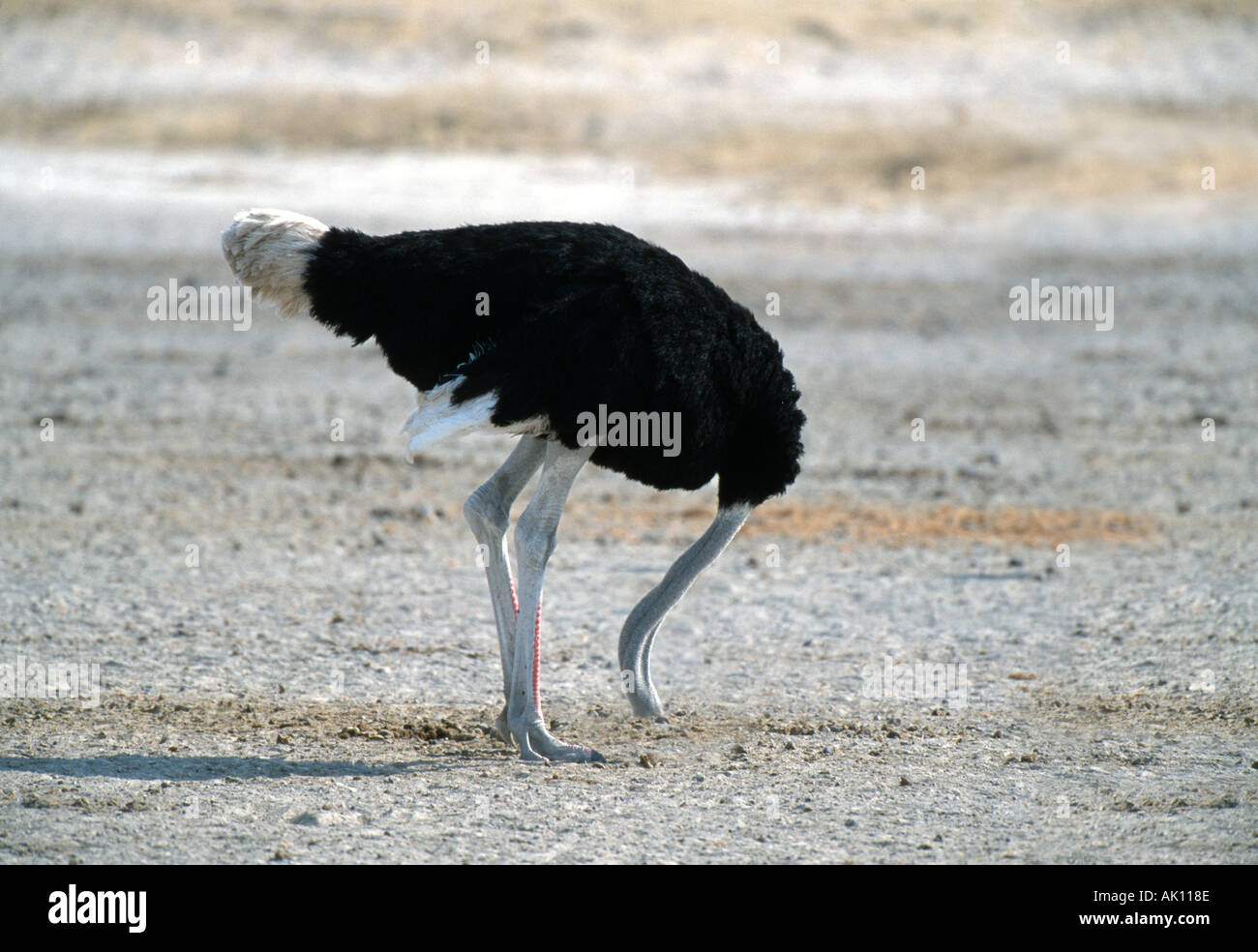 Ostrich with head buried in the Sand Digitally manipulated  Stock Photo