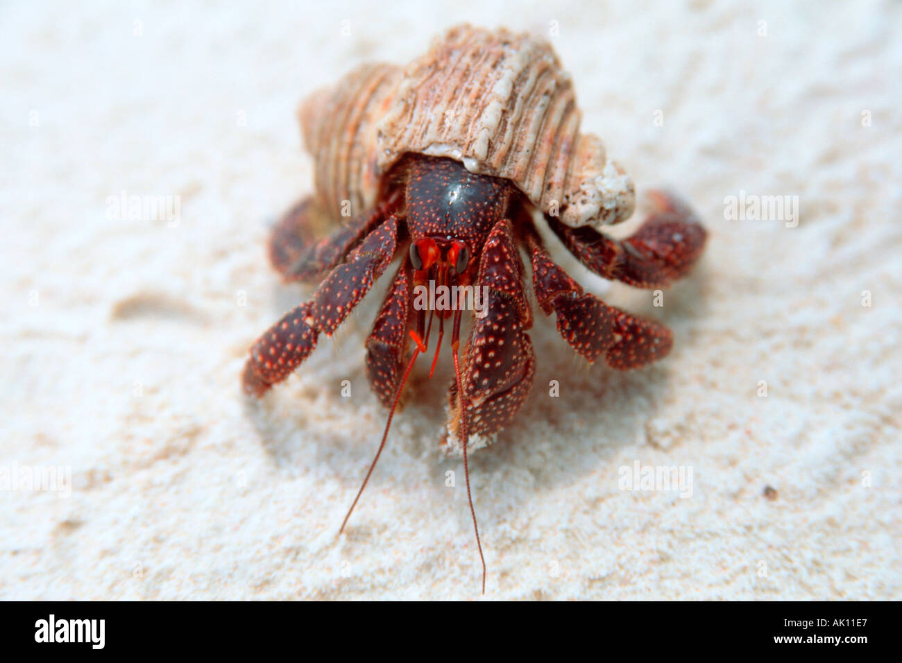 Hermit crab Coenobita perlatus Bird I Mili Marshall Islands N Pacific  Stock Photo