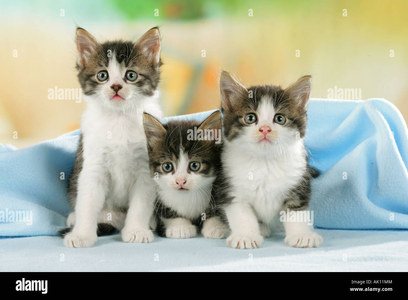 Domestic Cat Three kittens on a blanket Stock Photo Alamy