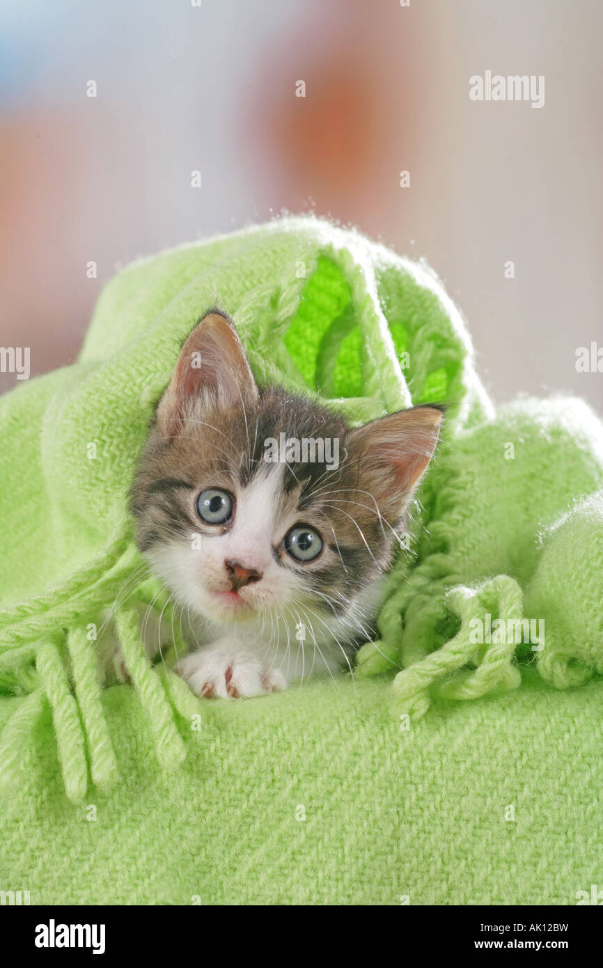 domestic cat kitten lying under blanket Stock Photo Alamy