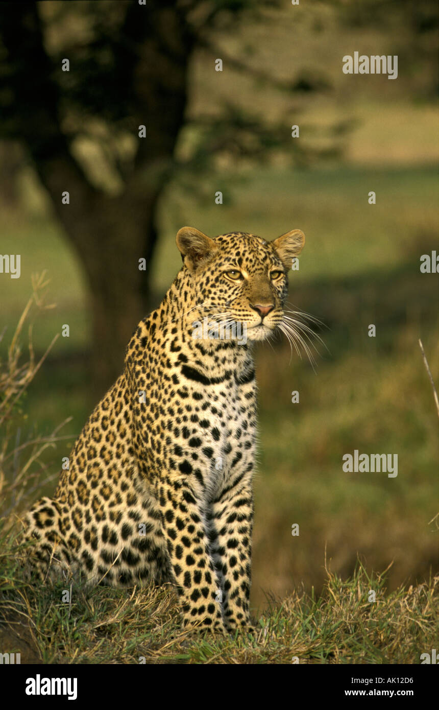 Leopard sitting to observe prey Masai Mara National Reserve Kenya Stock Photo