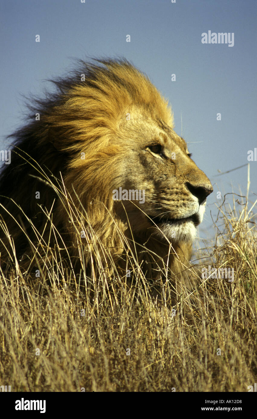 Male lion portrait Stock Photo