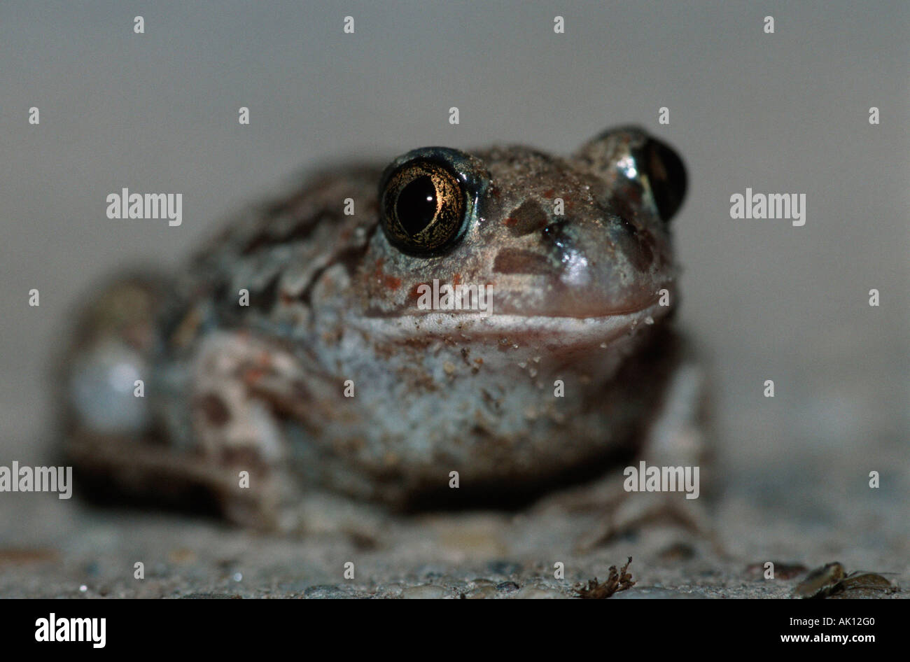 Common Spade Foot Stock Photo Alamy