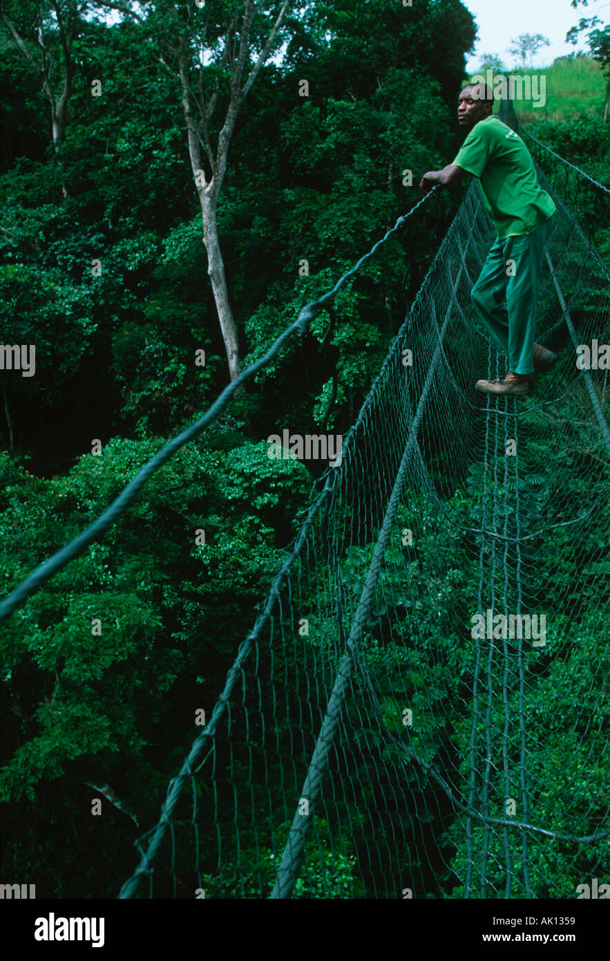 Tropical Rain Forest Walkway over Rainforest Parc de la Lekedi Gabon Stock Photo