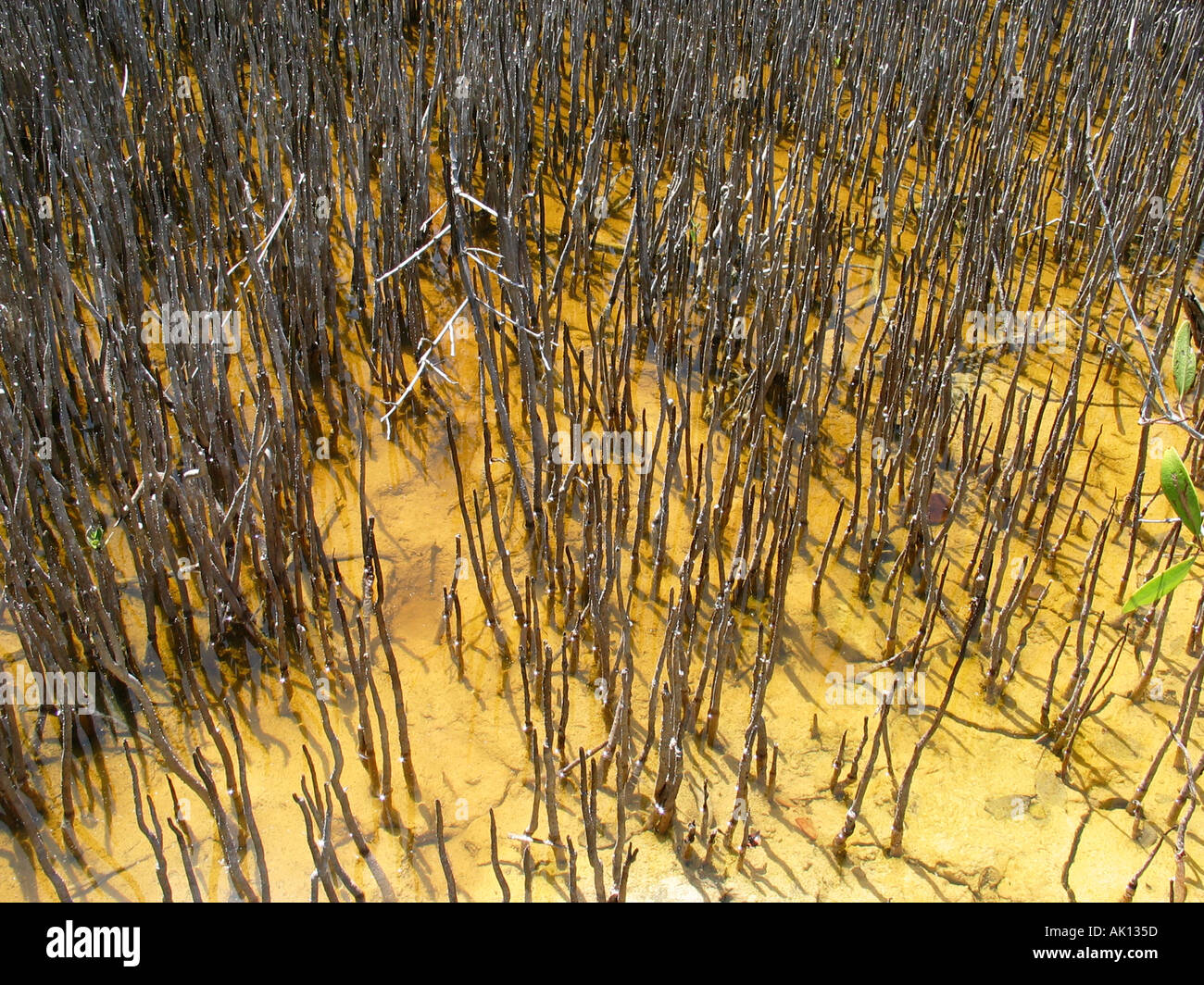 Mangrove Swamp Yucatan Mexico Stock Photo Alamy