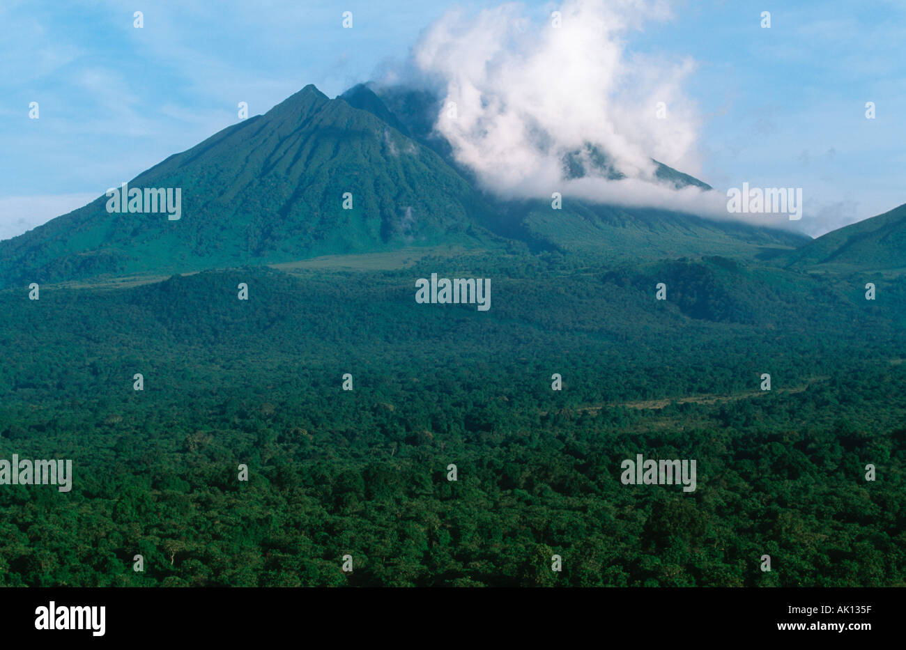 Sabinyo volcano and forest Habitat of mountain gorilla Virunga National Park Rwanda Central Africa Congo Stock Photo
