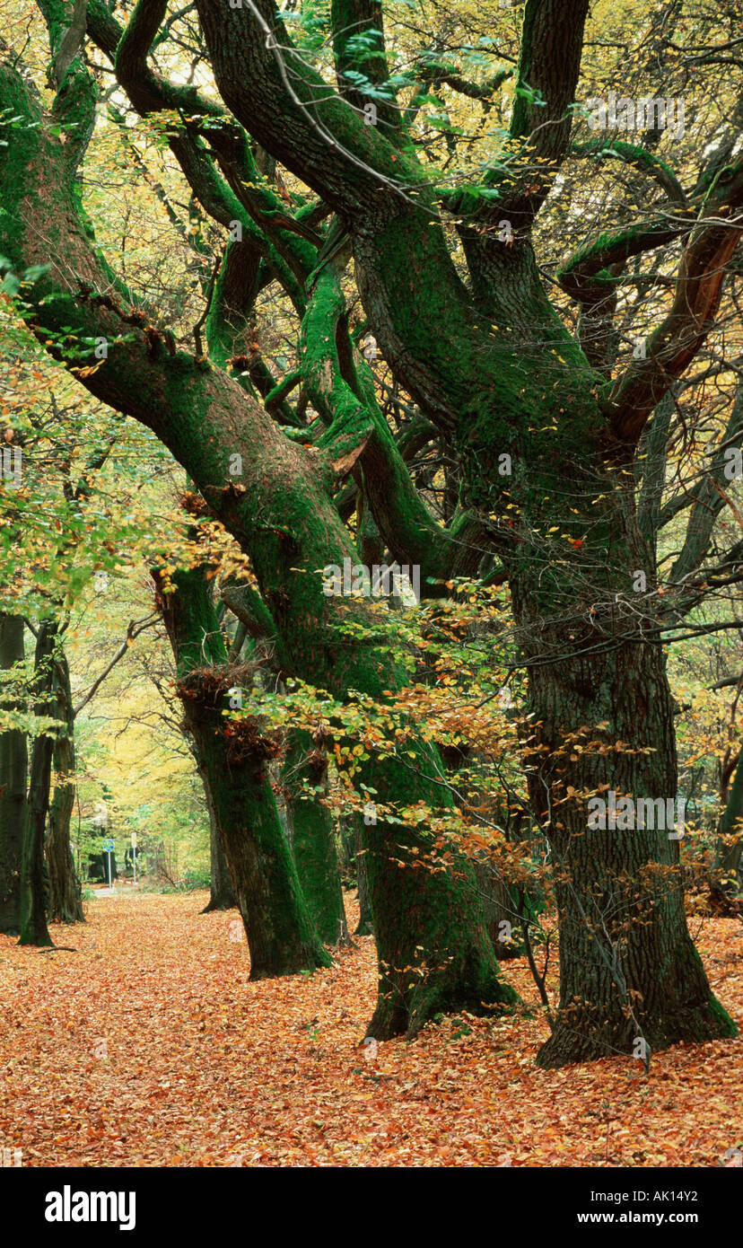 Mixed Forest in autumn / Mischwald im Herbst Stock Photo
