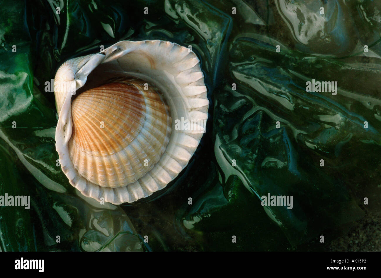 Common European Cockle / Essbare Herzmuschel / Gemeine Herzmuschel Stock Photo