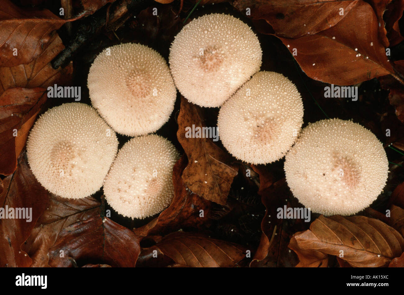 Common Puffball / Flaschen-Staeubling Stock Photo
