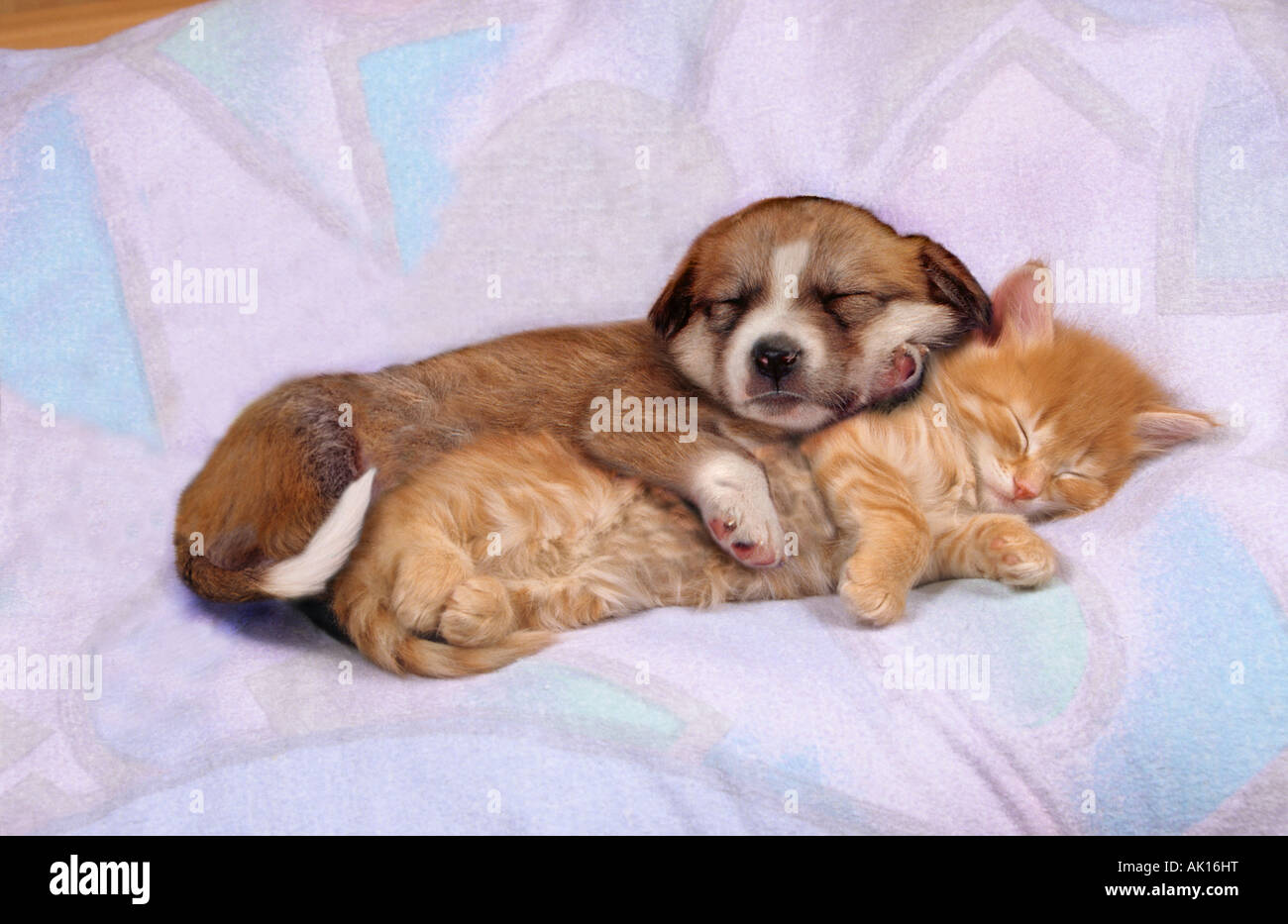 animal friendship : domestic cat kitten and dog puppy - sleeping Stock Photo