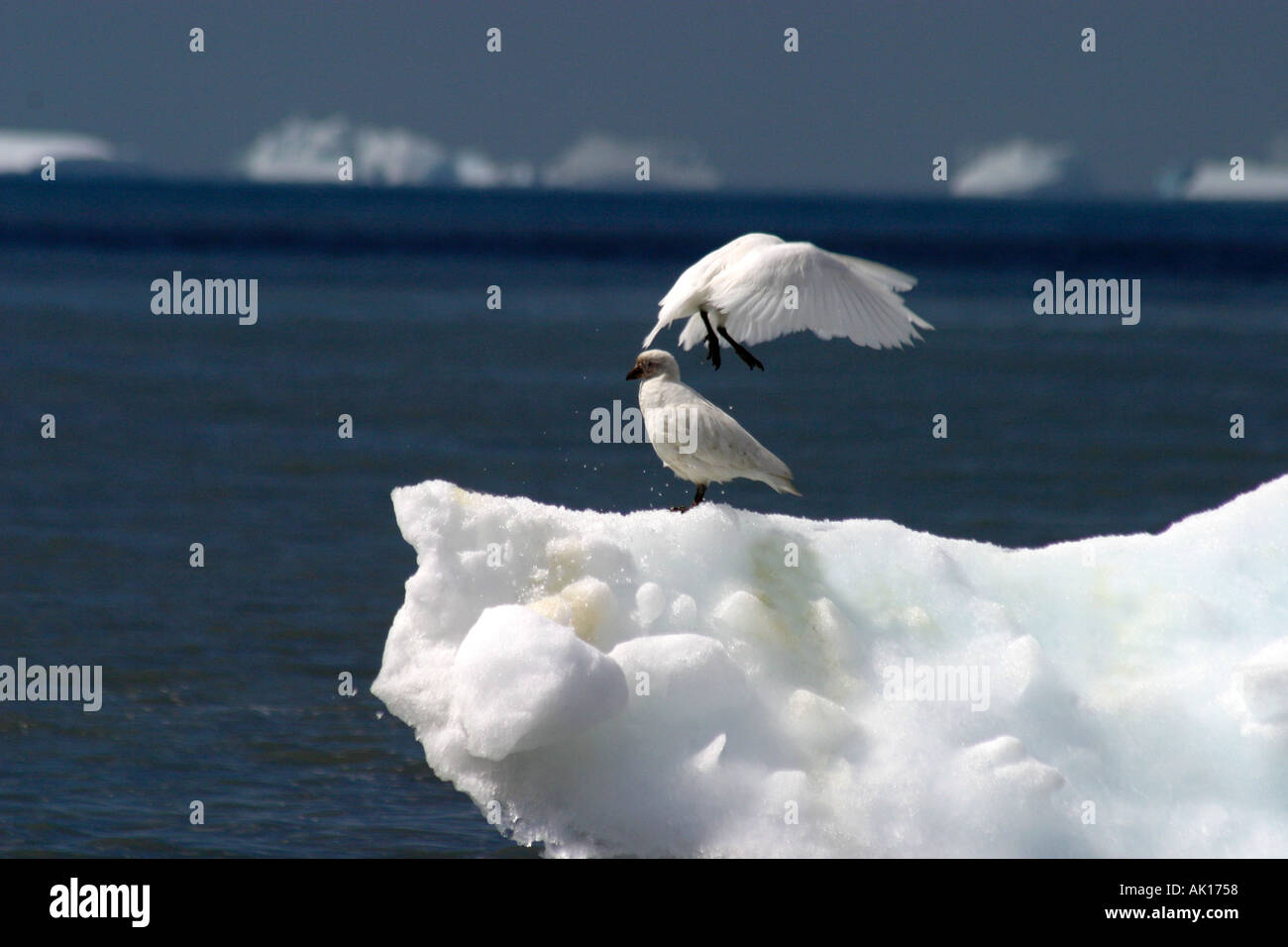 Snow Petrels Pintado Petrel standing on a small iceberg off St Andrews Bay South Georgia Islands Scotia Sea one in flight Stock Photo