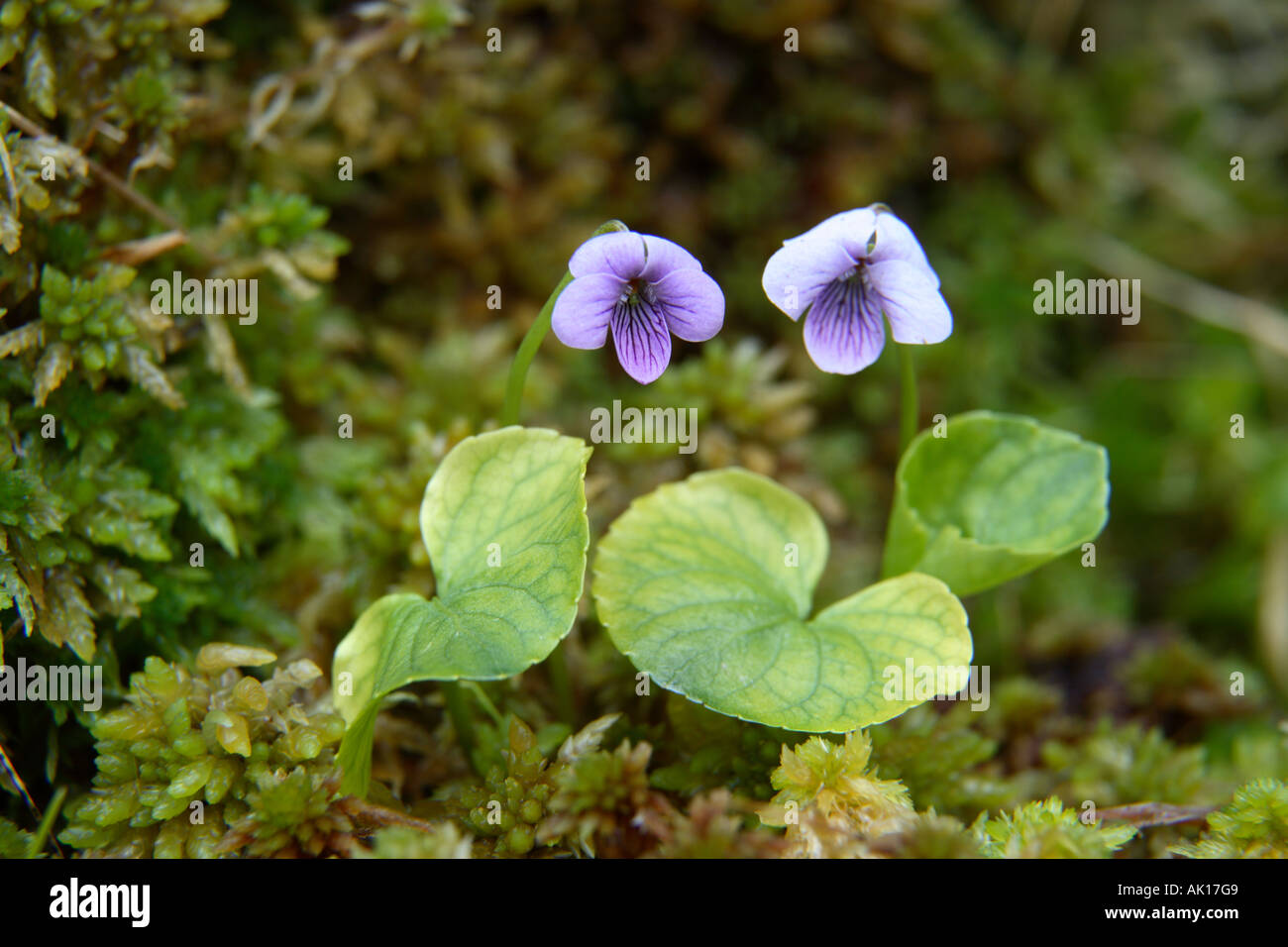Marsh violet viola palustris hi-res stock photography and images - Alamy