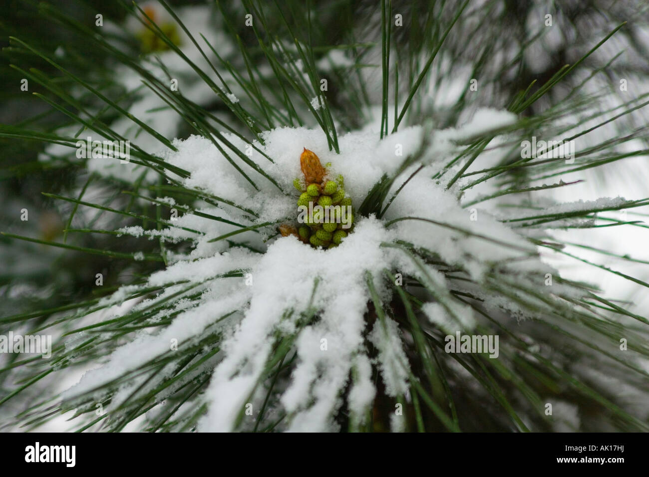 snow covered pine needles Stock Photo - Alamy