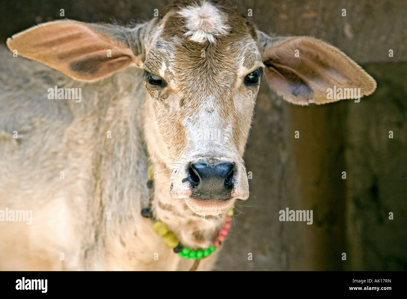 Holy cow. Ram Ghat. Varanasi. India Stock Photo
