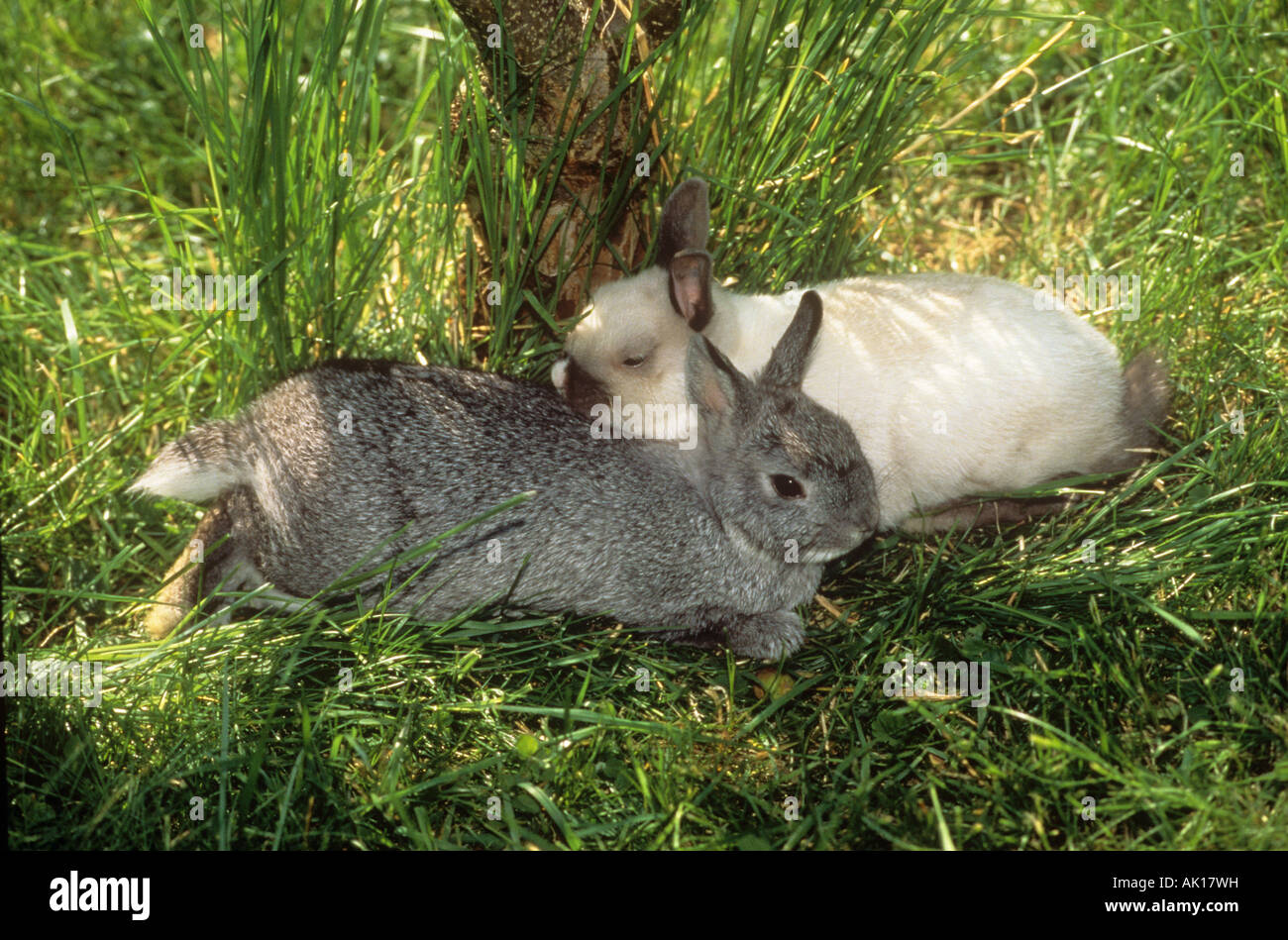 two dwarf rabbits lying on meadow Stock Photo Alamy