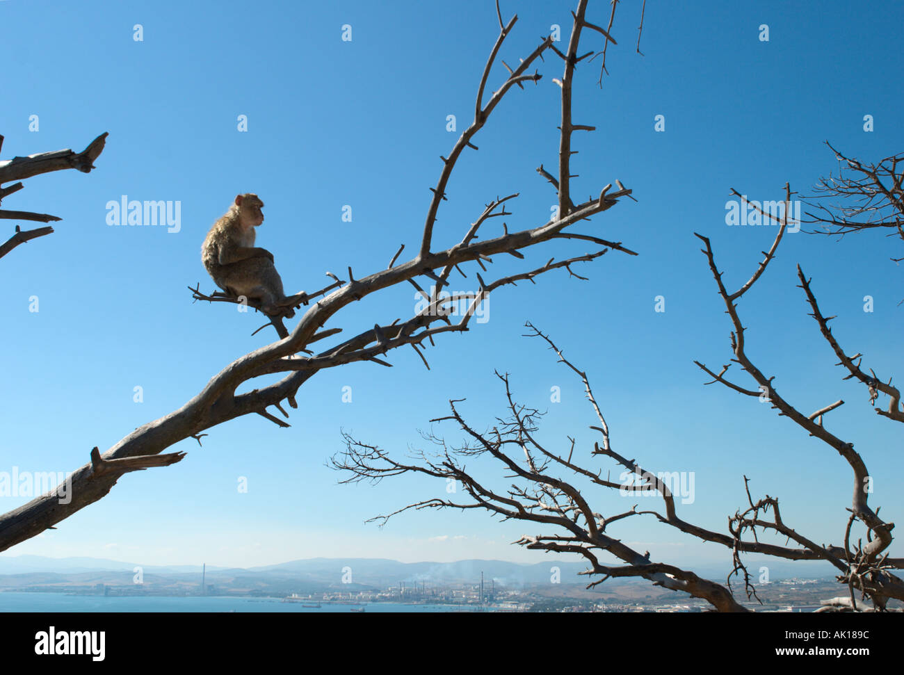 Barbary Ape (Macaca sylvanus) sitting in a tree with a view over to La Linea, Upper Rock, Gibraltar, Spain Stock Photo